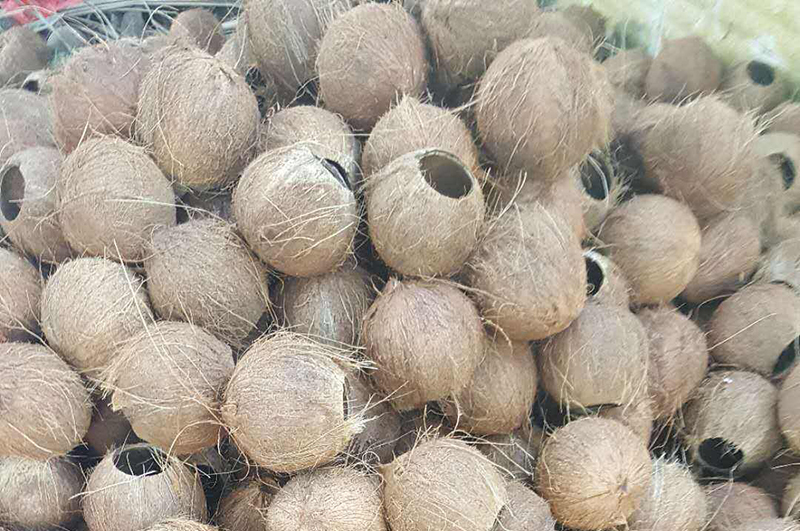 廢棄的椰殼都能做什么用呢？