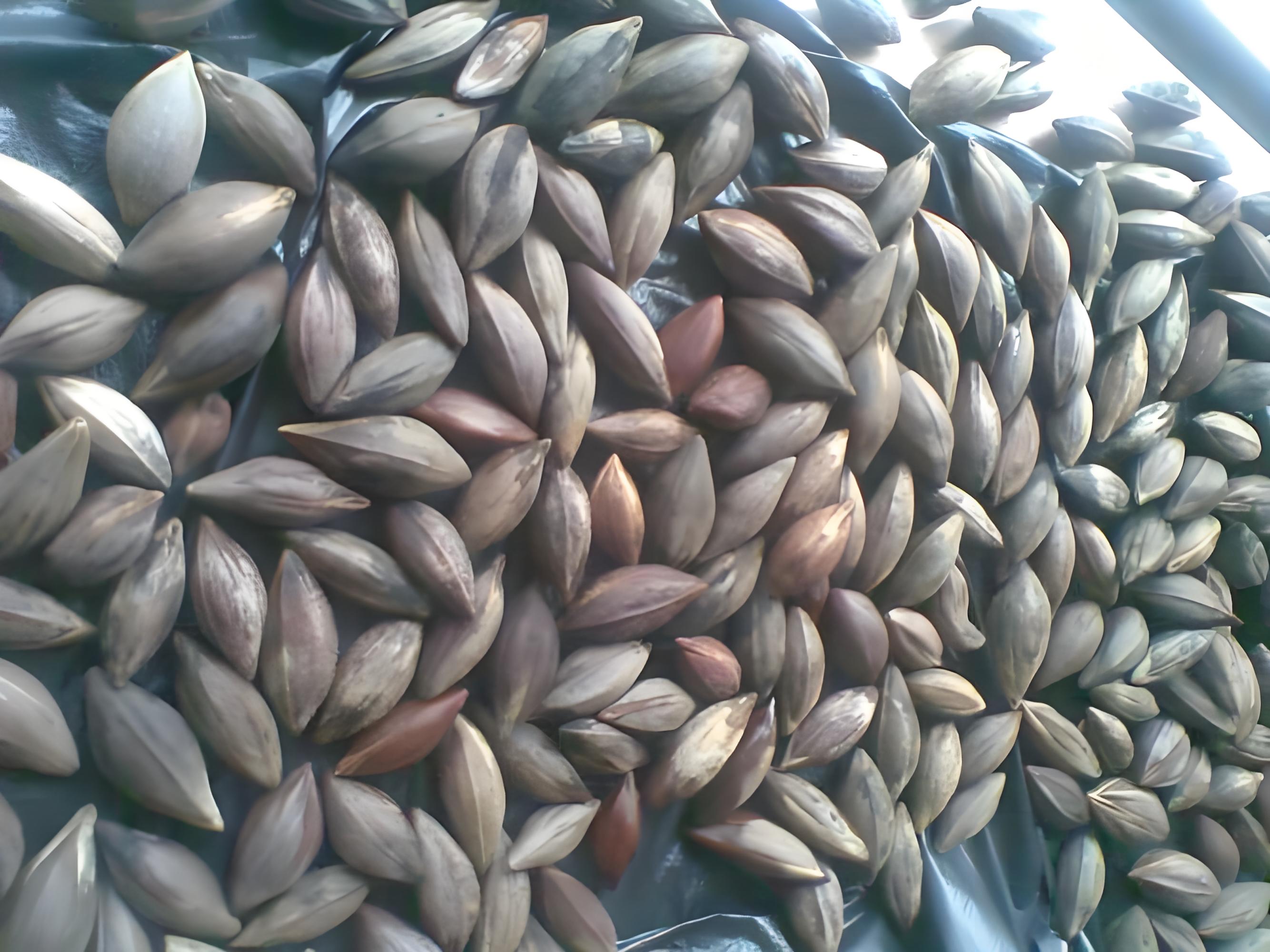 <strong>連續(xù)式炭化爐——橄欖核破碎碳化處理</strong>