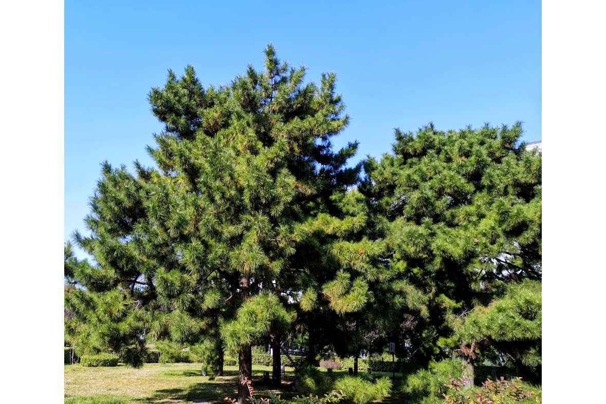 <strong>從沙柳、紅柳與油松到生物質(zhì)碳：資源的高效轉(zhuǎn)化</strong>